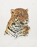 Jaguar-Sean Bollar-Collectable Print