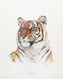 Royal Bengal Tiger-Sean Bollar-Collectable Print