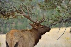 In the Woods - A Strong Mature Bull Elk, with its Massive Antlers, Walking between Ponderosa Pines-Sean Xu-Photographic Print