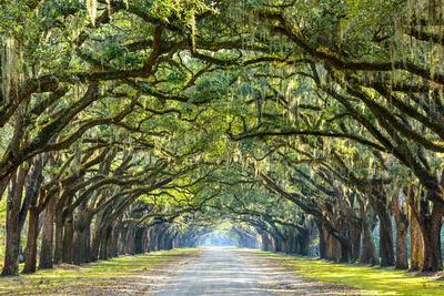 Savannah, Georgia, USA Oak Tree Lined Road at Historic Wormsloe Plantation.