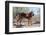 Search and Rescue Bloodhound in the Sonoran Desert-Zandria Muench Beraldo-Framed Photographic Print