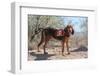 Search and Rescue Bloodhound in the Sonoran Desert-Zandria Muench Beraldo-Framed Photographic Print