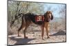 Search and Rescue Bloodhound in the Sonoran Desert-Zandria Muench Beraldo-Mounted Photographic Print