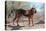 Search and Rescue Bloodhound in the Sonoran Desert-Zandria Muench Beraldo-Stretched Canvas