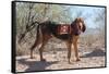 Search and Rescue Bloodhound in the Sonoran Desert-Zandria Muench Beraldo-Framed Stretched Canvas