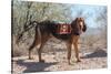 Search and Rescue Bloodhound in the Sonoran Desert-Zandria Muench Beraldo-Stretched Canvas