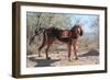 Search and Rescue Bloodhound in the Sonoran Desert-Zandria Muench Beraldo-Framed Photographic Print