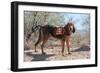 Search and Rescue Bloodhound in the Sonoran Desert-Zandria Muench Beraldo-Framed Photographic Print