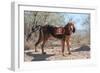 Search and Rescue Bloodhound in the Sonoran Desert-Zandria Muench Beraldo-Framed Photographic Print