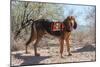 Search and Rescue Bloodhound in the Sonoran Desert-Zandria Muench Beraldo-Mounted Photographic Print