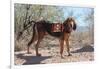 Search and Rescue Bloodhound in the Sonoran Desert-Zandria Muench Beraldo-Framed Photographic Print