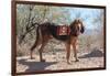 Search and Rescue Bloodhound in the Sonoran Desert-Zandria Muench Beraldo-Framed Photographic Print