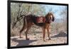 Search and Rescue Bloodhound in the Sonoran Desert-Zandria Muench Beraldo-Framed Photographic Print