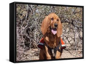 Search and Rescue Bloodhound in Training in the Sonoran Desert-Zandria Muench Beraldo-Framed Stretched Canvas