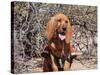 Search and Rescue Bloodhound in Training in the Sonoran Desert-Zandria Muench Beraldo-Stretched Canvas