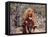 Search and Rescue Bloodhound in Training in the Sonoran Desert-Zandria Muench Beraldo-Framed Stretched Canvas