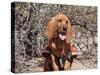 Search and Rescue Bloodhound in Training in the Sonoran Desert-Zandria Muench Beraldo-Stretched Canvas