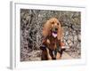 Search and Rescue Bloodhound in Training in the Sonoran Desert-Zandria Muench Beraldo-Framed Photographic Print