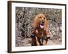 Search and Rescue Bloodhound in Training in the Sonoran Desert-Zandria Muench Beraldo-Framed Photographic Print