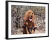 Search and Rescue Bloodhound in Training in the Sonoran Desert-Zandria Muench Beraldo-Framed Photographic Print