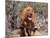 Search and Rescue Bloodhound in Training in the Sonoran Desert-Zandria Muench Beraldo-Mounted Photographic Print