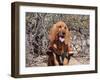 Search and Rescue Bloodhound in Training in the Sonoran Desert-Zandria Muench Beraldo-Framed Photographic Print