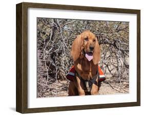 Search and Rescue Bloodhound in Training in the Sonoran Desert-Zandria Muench Beraldo-Framed Photographic Print