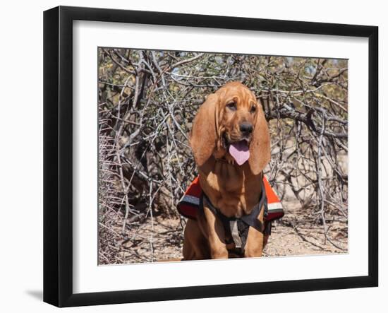 Search and Rescue Bloodhound in Training in the Sonoran Desert-Zandria Muench Beraldo-Framed Photographic Print