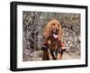 Search and Rescue Bloodhound in Training in the Sonoran Desert-Zandria Muench Beraldo-Framed Photographic Print