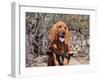 Search and Rescue Bloodhound in Training in the Sonoran Desert-Zandria Muench Beraldo-Framed Photographic Print