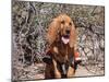 Search and Rescue Bloodhound in Training in the Sonoran Desert-Zandria Muench Beraldo-Mounted Photographic Print