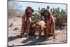 Search and Rescue Bloodhounds in the Sonoran Desert-Zandria Muench Beraldo-Mounted Photographic Print