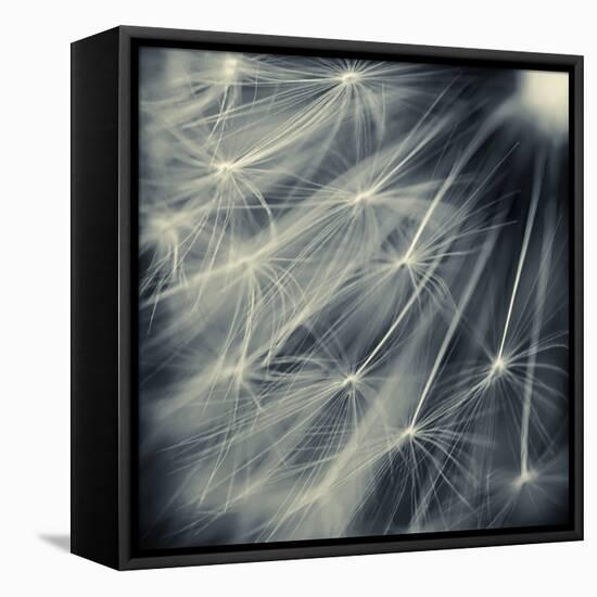 Search for Light-Ursula Abresch-Framed Stretched Canvas