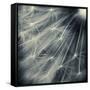 Search for Light-Ursula Abresch-Framed Stretched Canvas