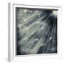 Search for Light-Ursula Abresch-Framed Photographic Print