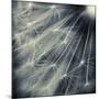 Search for Light-Ursula Abresch-Mounted Photographic Print