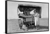 Searching for Work in the Cotton Fields-Dorothea Lange-Framed Stretched Canvas