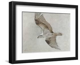 Searching Osprey-Todd Telander-Framed Art Print