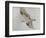 Searching Osprey-Todd Telander-Framed Art Print