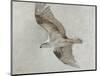 Searching Osprey-Todd Telander-Mounted Art Print