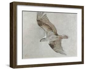 Searching Osprey-Todd Telander-Framed Art Print