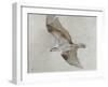 Searching Osprey-Todd Telander-Framed Art Print