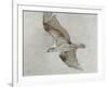 Searching Osprey-Todd Telander-Framed Art Print