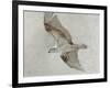 Searching Osprey-Todd Telander-Framed Art Print