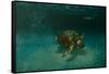 Searching the Shallows-Michael Jackson-Framed Stretched Canvas