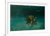 Searching the Shallows-Michael Jackson-Framed Giclee Print