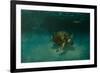 Searching the Shallows-Michael Jackson-Framed Giclee Print