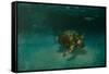 Searching the Shallows-Michael Jackson-Framed Stretched Canvas
