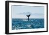 Seascape with Whale Tail. the Humpback Whale (Megaptera Novaeangliae) Tail Dripping with Water in-Sergey Uryadnikov-Framed Photographic Print