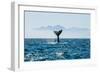 Seascape with Whale Tail. the Humpback Whale (Megaptera Novaeangliae) Tail Dripping with Water in-Sergey Uryadnikov-Framed Photographic Print